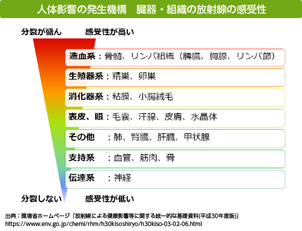 画像：人体影響の発生機構 臓器・組織の放射線の感受性